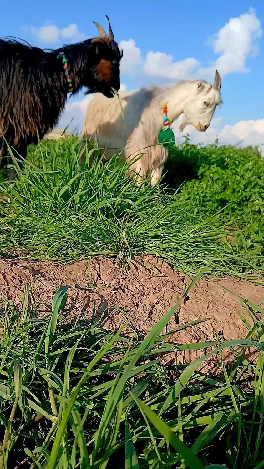 بیگ بزغاله|حیوانات مزرعه|دزفول, |دیوار