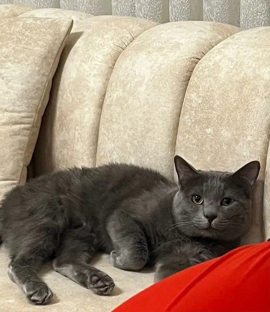 گربه|گربه|ارومیه, |دیوار