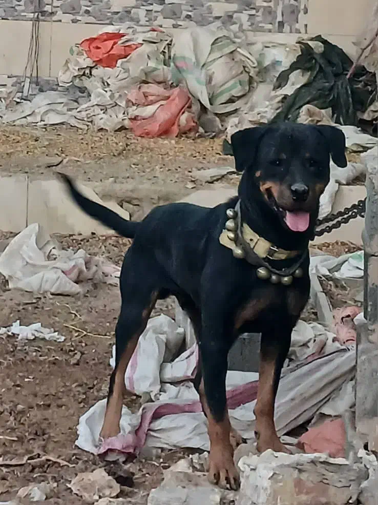 سگ روتیلر یسر آمریکا درجه ۱|سگ|فلاورجان, |دیوار