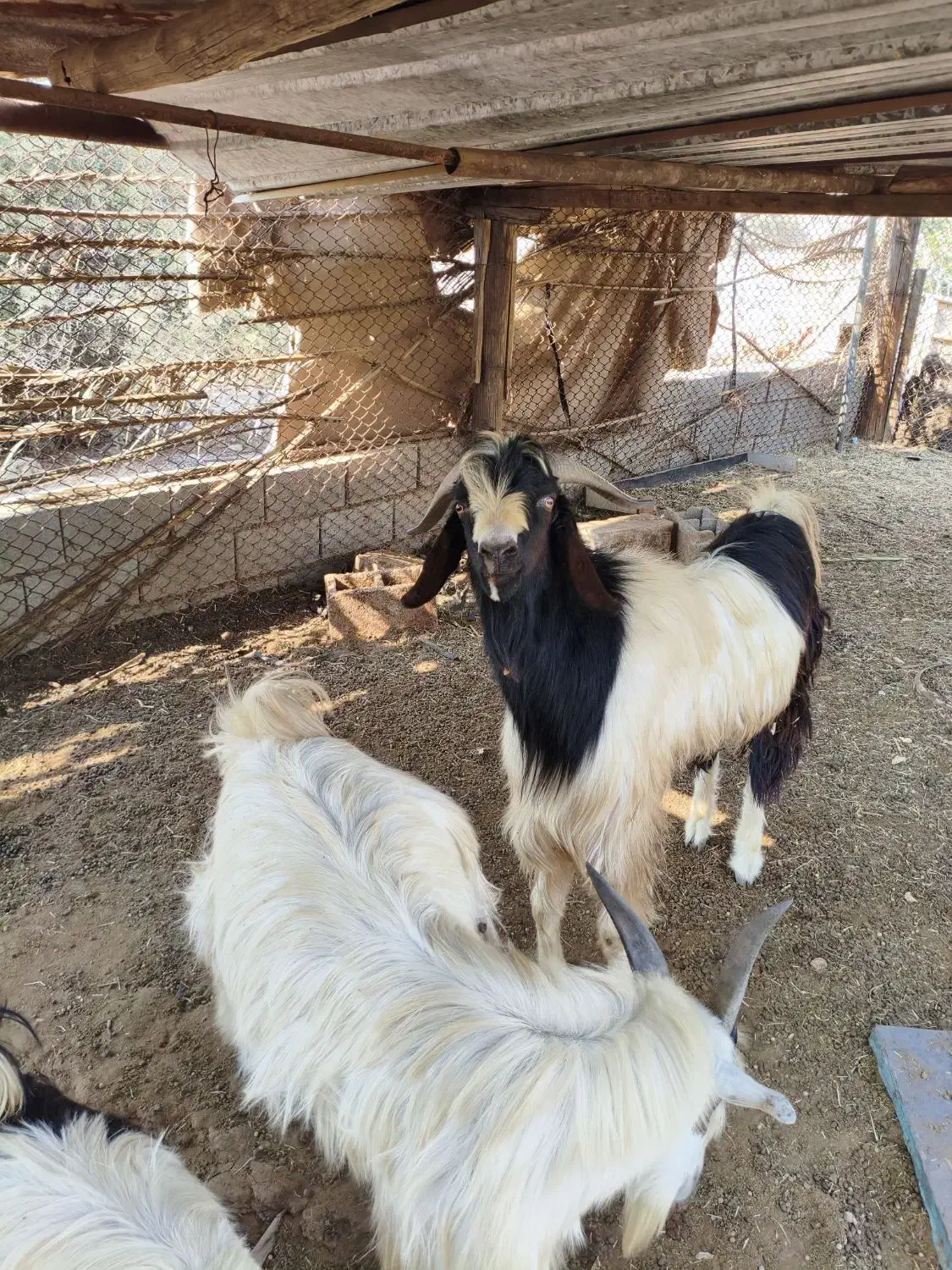 فروش دو راس پازن دو رگه|حیوانات مزرعه|جم, |دیوار