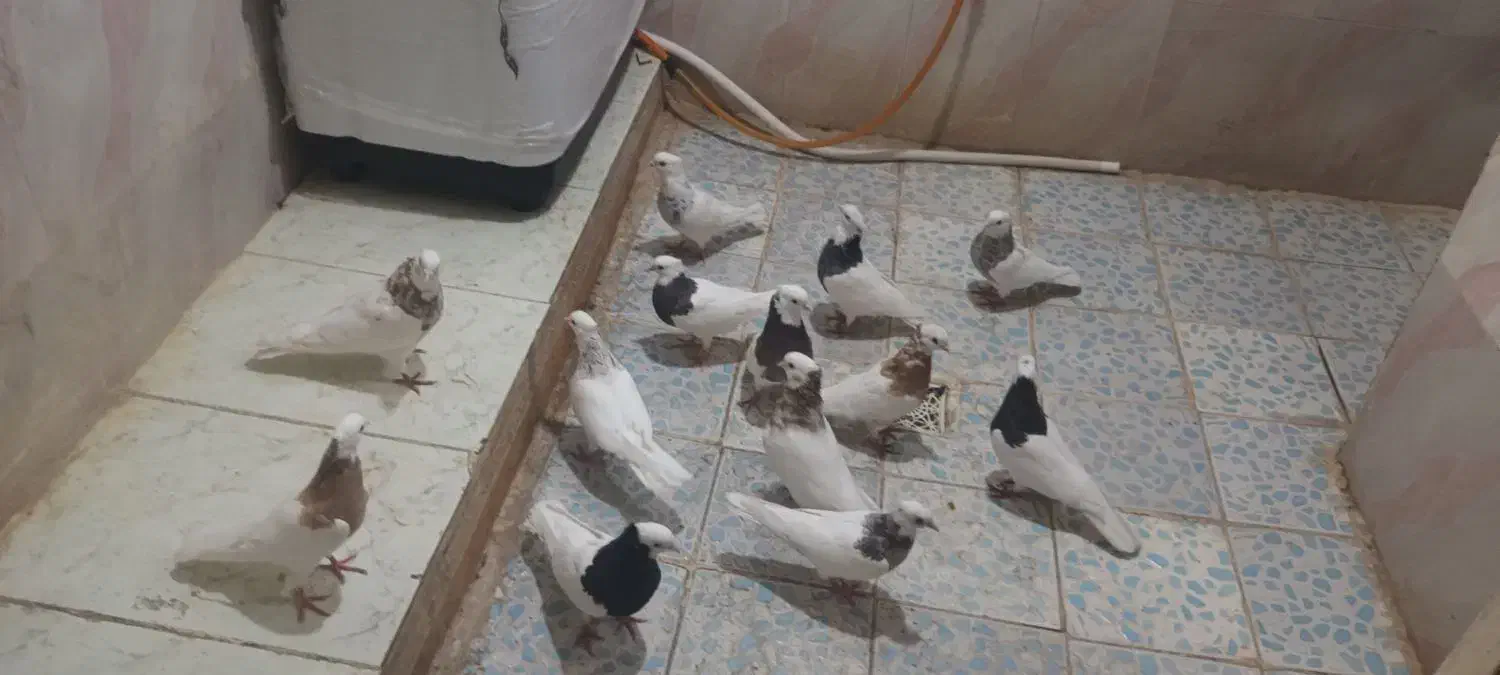 کبوتر توقی|پرنده|کارون, |دیوار