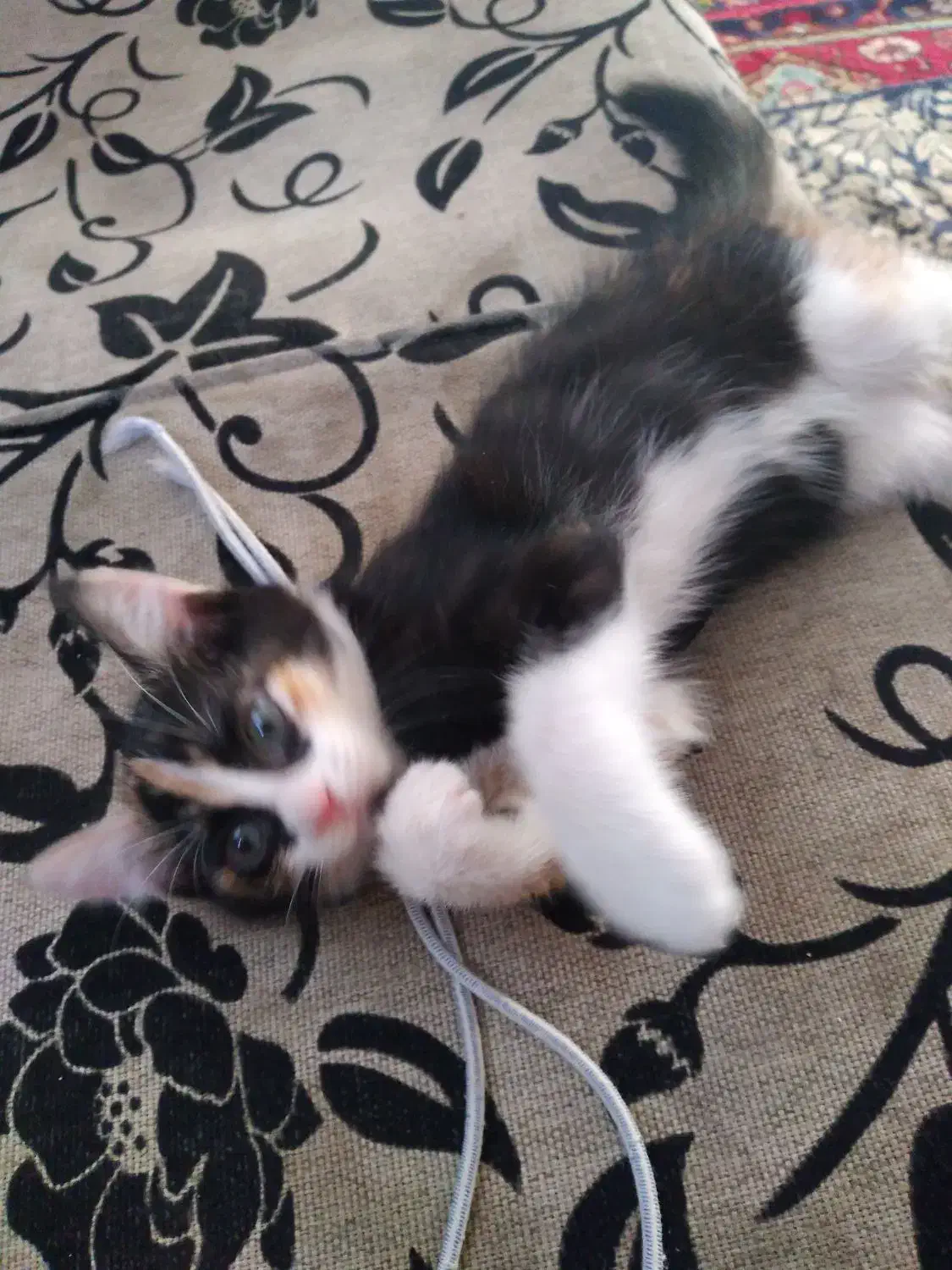 گربه گمشده|گربه|مراغه, |دیوار