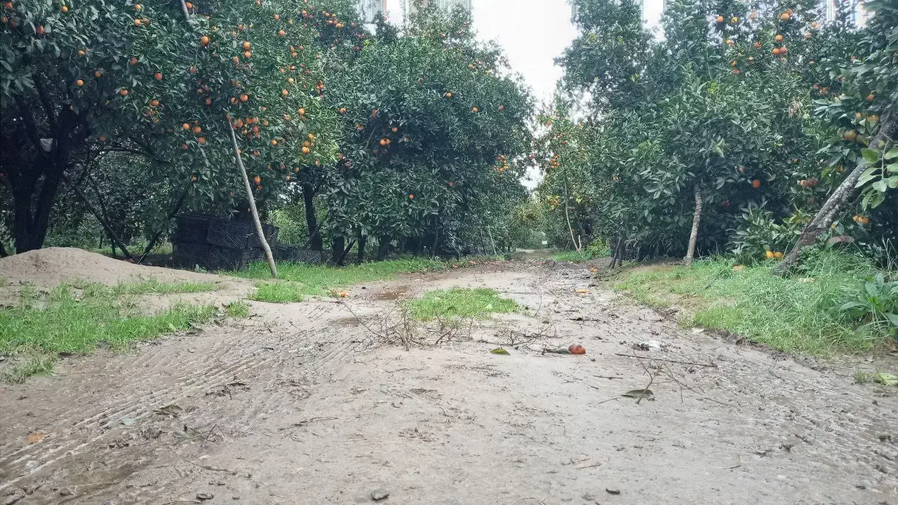 فروش ۶هکتارباغ مرکبات،دو  هکتاربافت،آب برق گاز|فروش زمین و ملک کلنگی|امامزاده عبدالله, |دیوار