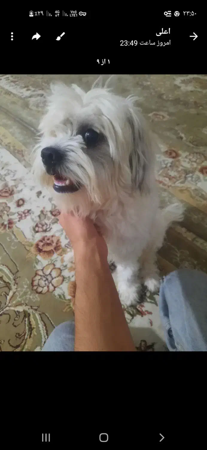 تدی|حیوانات|ایلام, |دیوار