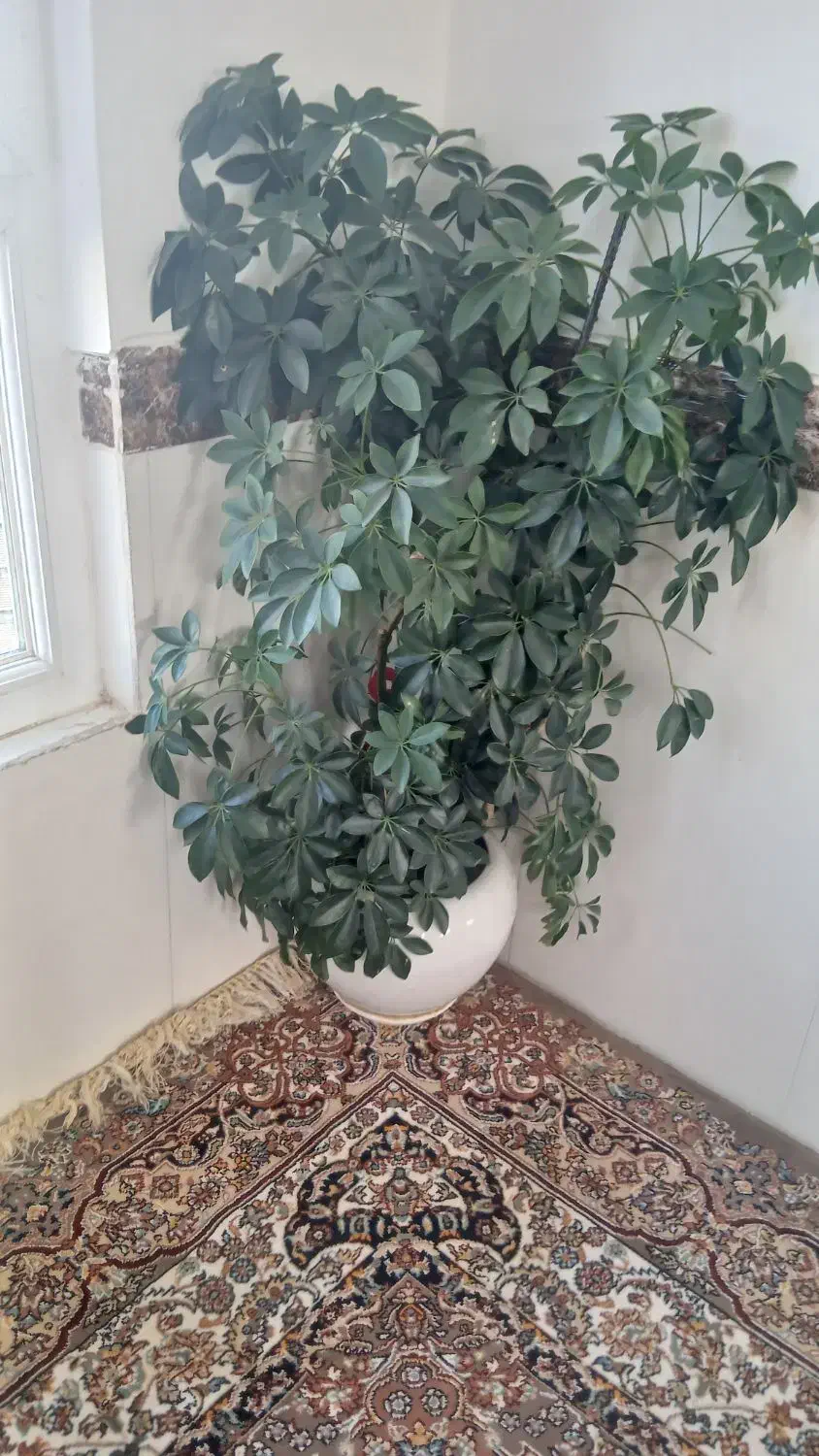 خانه اجاره ای|اجارهٔ خانه و ویلا|جوانرود, |دیوار