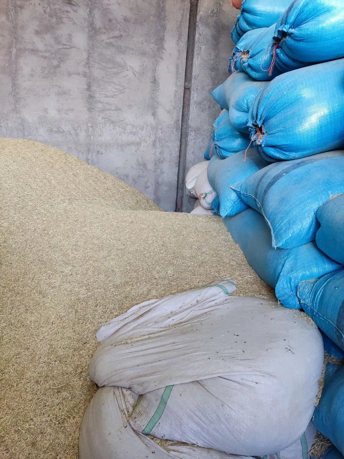 فروش کاه گندم دیم|لوازم جانبی حیوانات|کنگاور, |دیوار