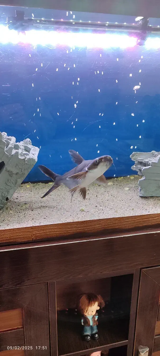 آکواریوم با5عددماهی به فروش می رسد|ماهی|میبد, |دیوار