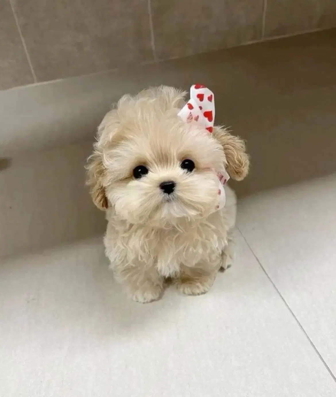 نژاد های آپارتمانی|سگ|تهران, گیشا|دیوار