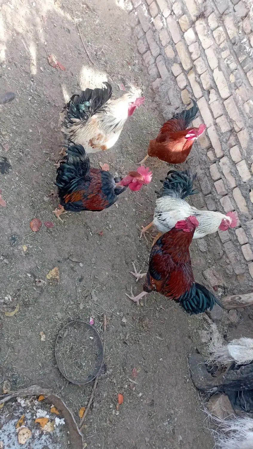 فروش خروس رسمی|حیوانات مزرعه|دلیجان, |دیوار