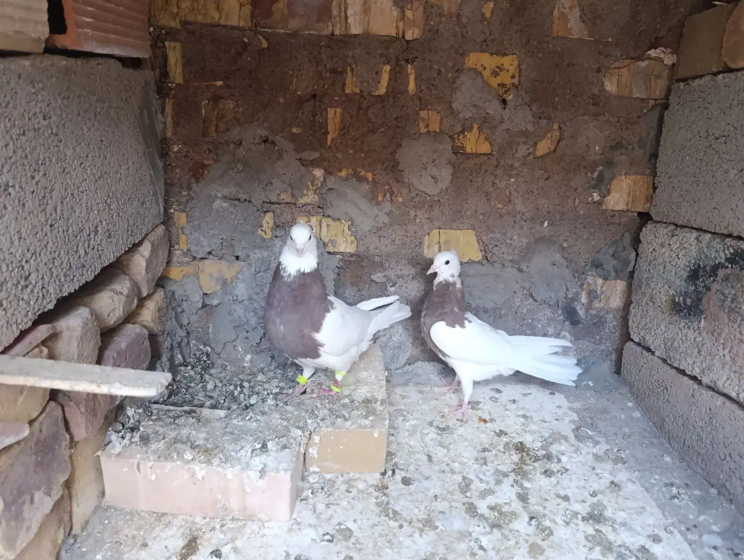 جفت طوقی|پرنده|رفسنجان, |دیوار