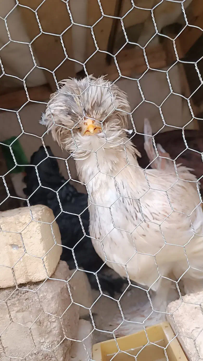 دو عدد نیمچه سلطان|حیوانات مزرعه|مبارکه, |دیوار