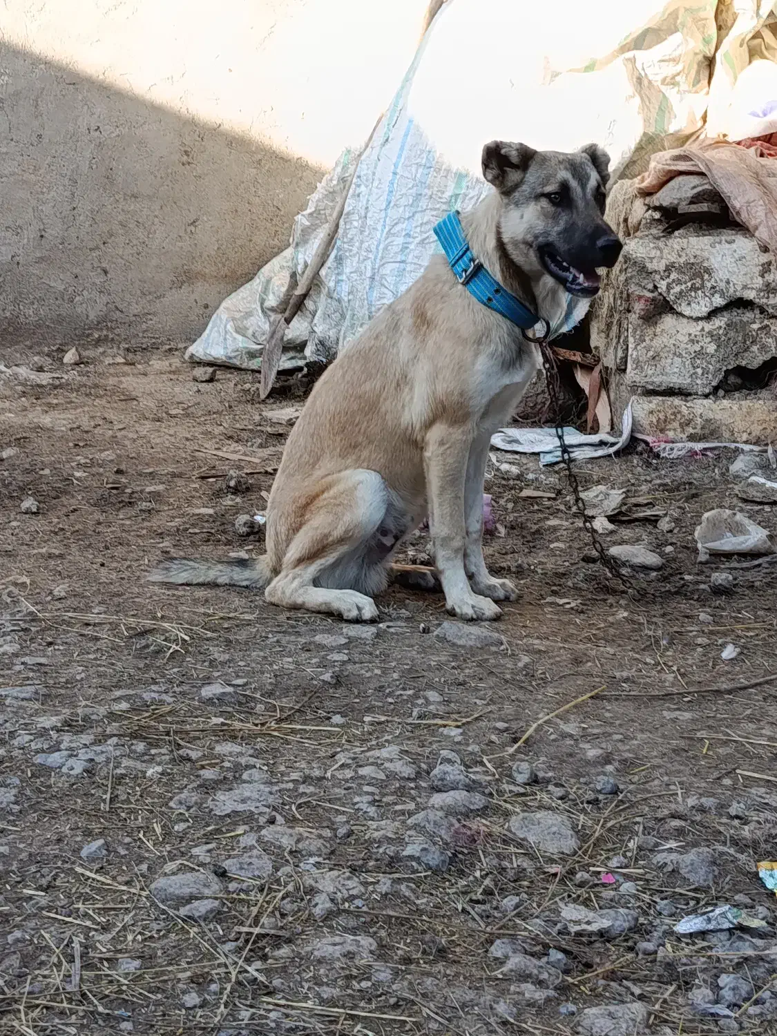 معاوضه توله 6ماهه|سگ|سرعین, |دیوار