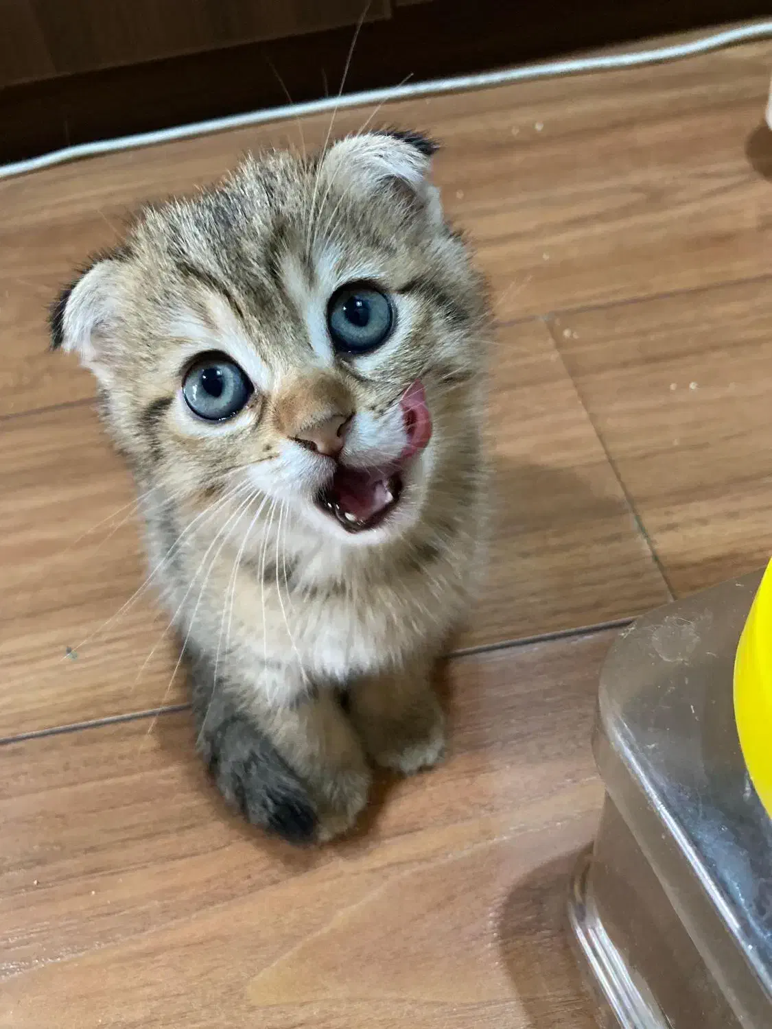 فروش گربه میکس اسکاتیش فولد ۳ ماهه|گربه|آمل, |دیوار