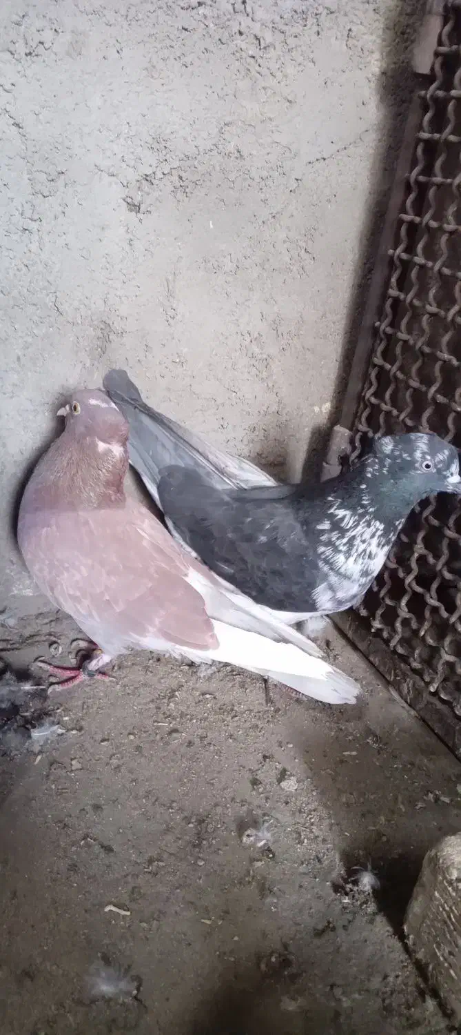 نروماده پرشی ویک عددماده|پرنده|قم, سید معصوم|دیوار