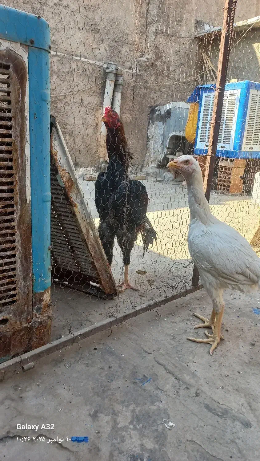 خروس لاری اوشامو|حیوانات مزرعه|پاکدشت, پاکدشت (مامازند)|دیوار