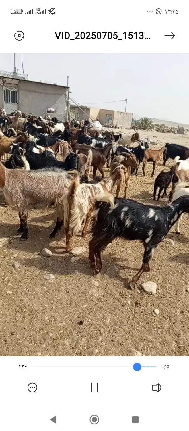 30راس بز آبستن و کهره دار داشتی بفروش میرسد|حیوانات مزرعه|شیراز, منصورآباد|دیوار