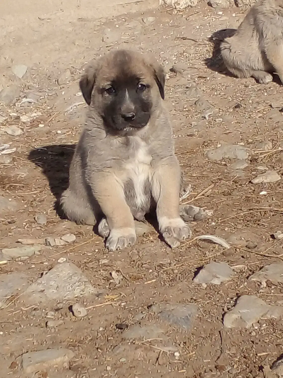 عراقی|سگ|فندقلو, |دیوار