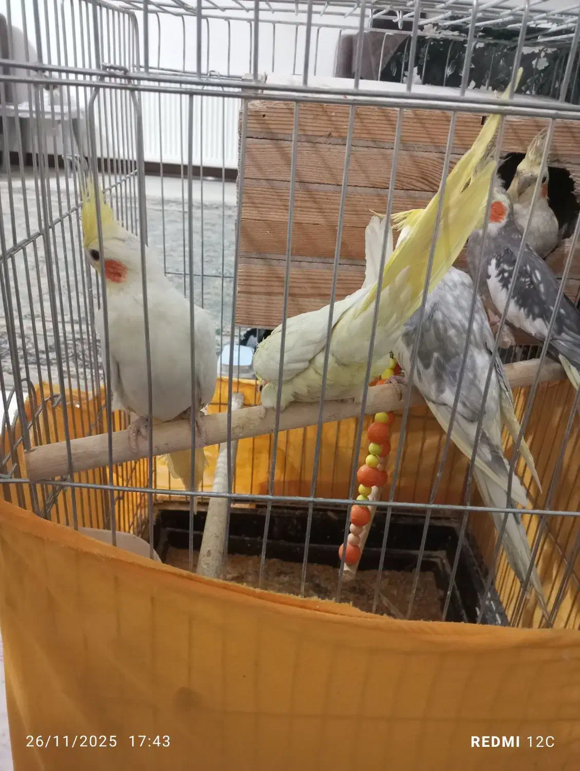 عروس هلندی|پرنده|اسلامشهر, شهرک انبیا|دیوار