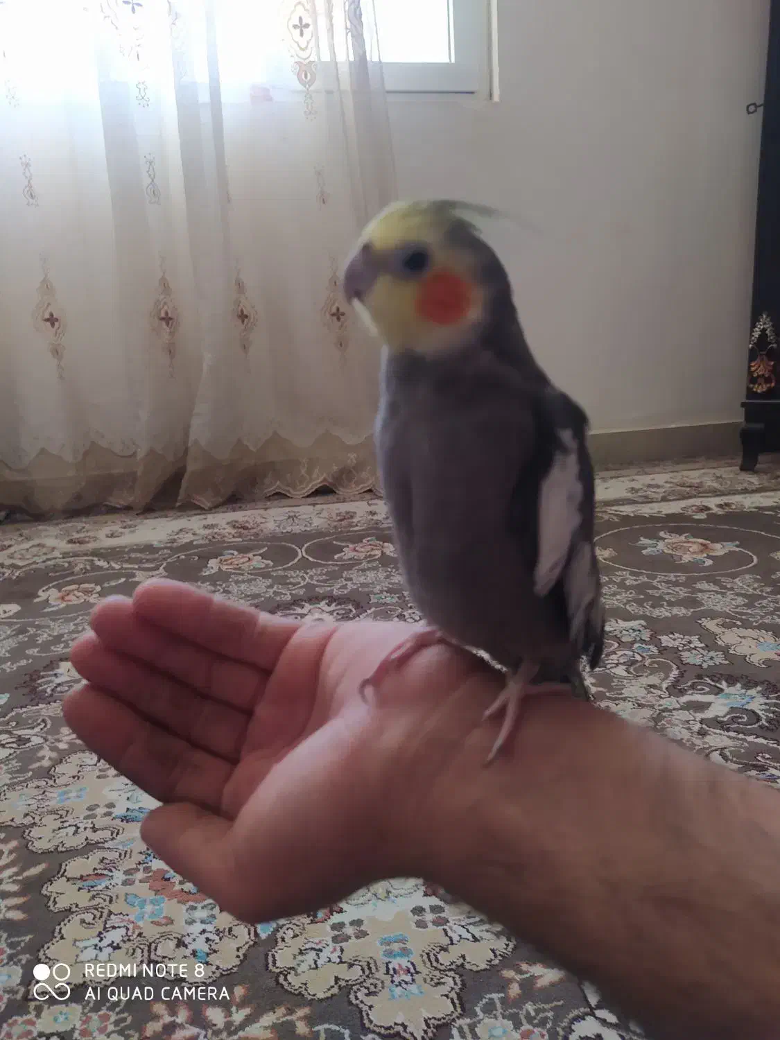 عروس هلندی سخنگو|پرنده|سرپل ذهاب, |دیوار