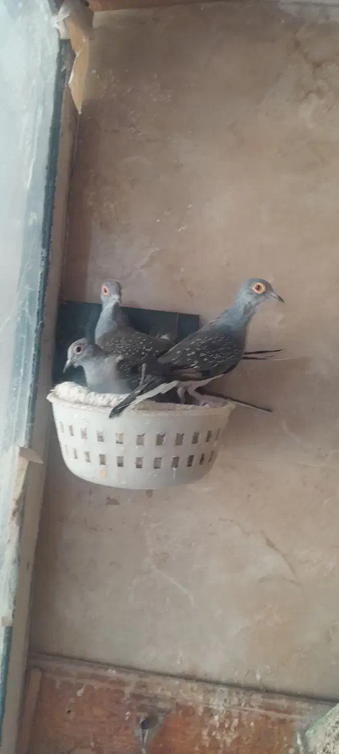 کبوتر الماسی یا چینی|پرنده|مشکین‌دشت, |دیوار