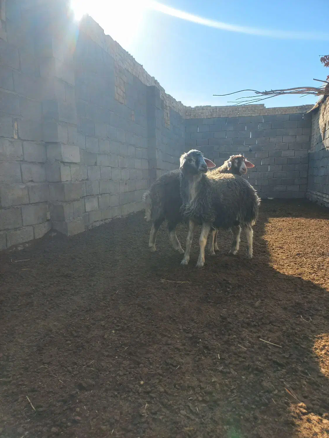 بره قوچ|حیوانات مزرعه|قلقل رود, |دیوار