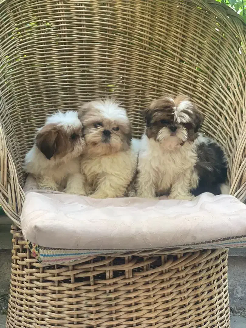 شیتزو سوپر فلت|سگ|کرمان, |دیوار