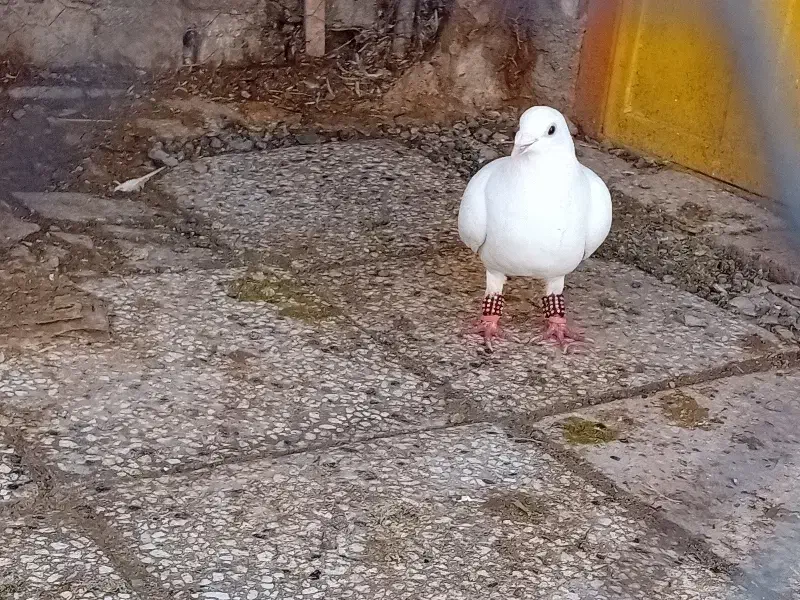 سفید|پرنده|تربتحیدریه, ۴۵ متری|دیوار