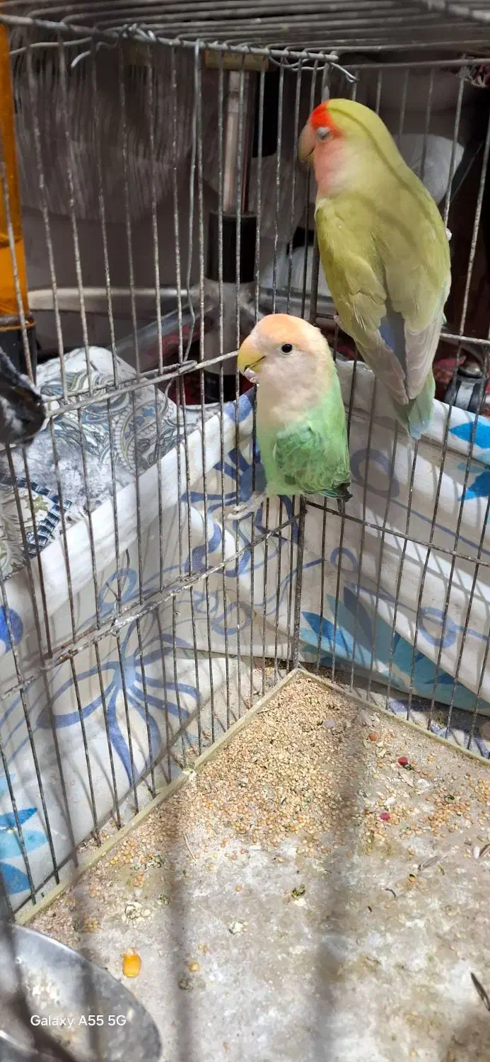 یک جفت طوطی برزیلی|پرنده|کرج, اسدآباد|دیوار