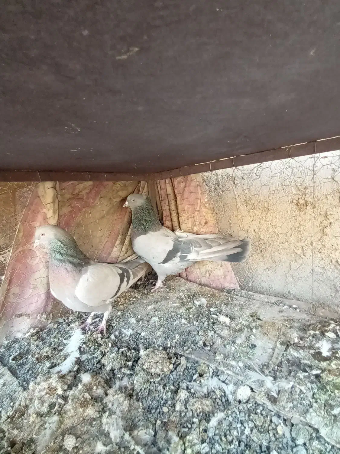 کبوتر اصفهانی کاغذی سینه طلای|پرنده|خمینی‌شهر, |دیوار