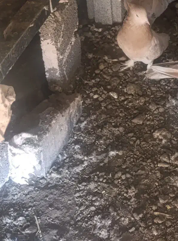 فروش پنج عدد ماده همگی ضمانتی|پرنده|اشنویه, |دیوار