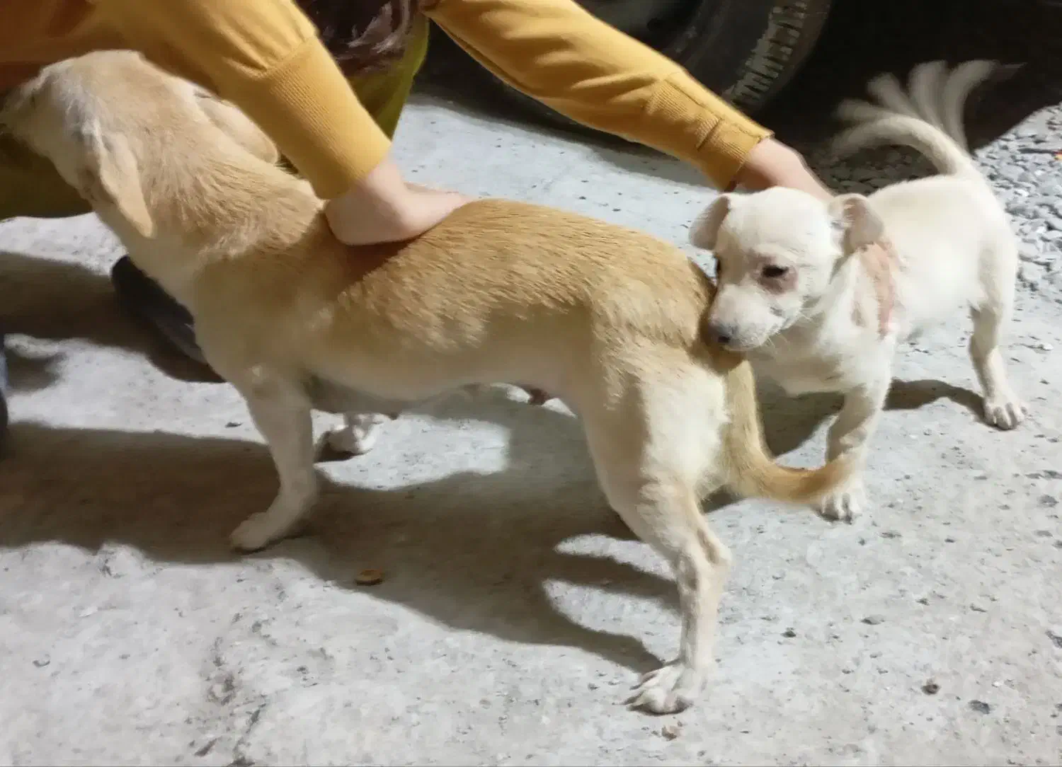 سگ پاکوتاه|سگ|آق قلا, |دیوار