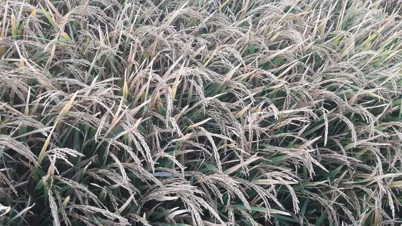 فروش شلتوک درجه یک در گتوند|حراج|اهواز, اهواز|دیوار