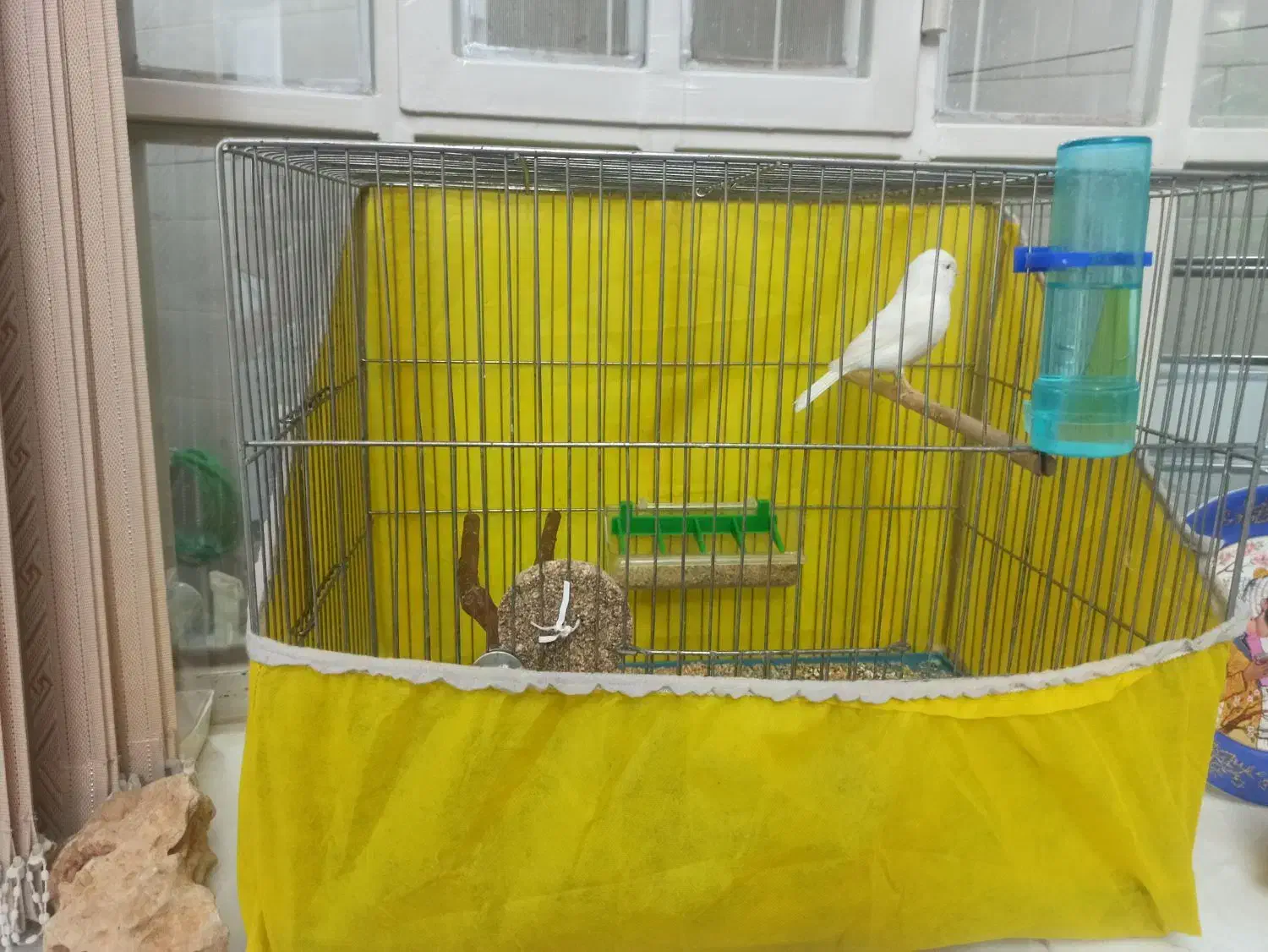 قناری فروش فوری|پرنده|اردکان, |دیوار