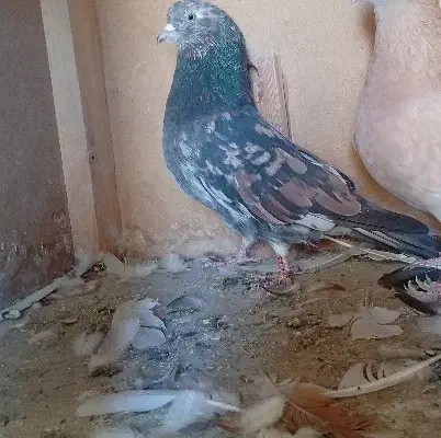 کبوتر گمشده|حیوانات|محمدشهر, همایون ویلا|دیوار