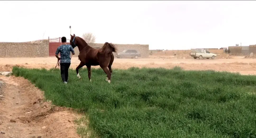 اسب عرب|اسب و تجهیزات اسب‌سواری|اردبیل, |دیوار