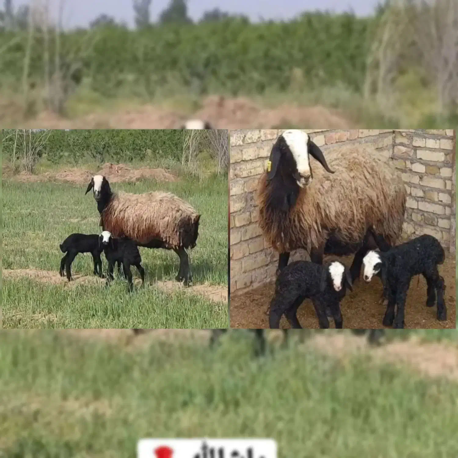 دو یــ.ـیست گوسفند satreo ژــن قـزویــن|خدمات پیشه و مهارت|بافت, |دیوار