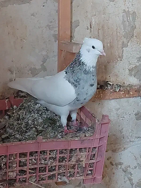 طوقی هفت رنگ|پرنده|برازجان, |دیوار