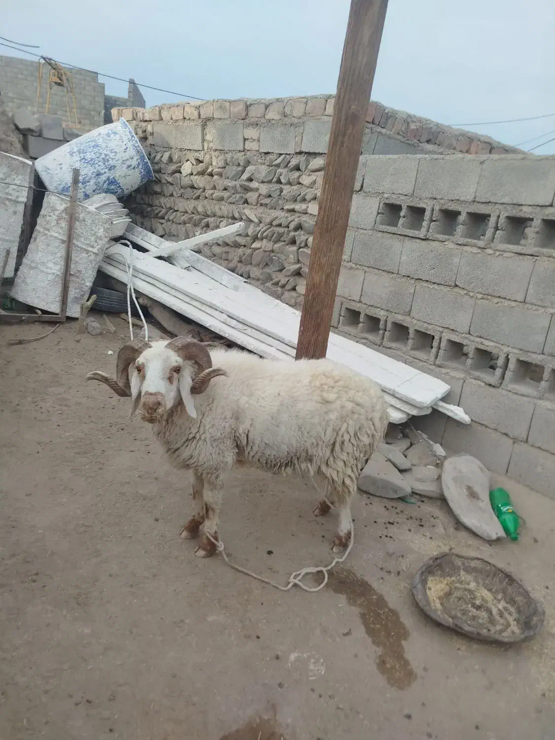 بره|حیوانات مزرعه|پیپ, |دیوار