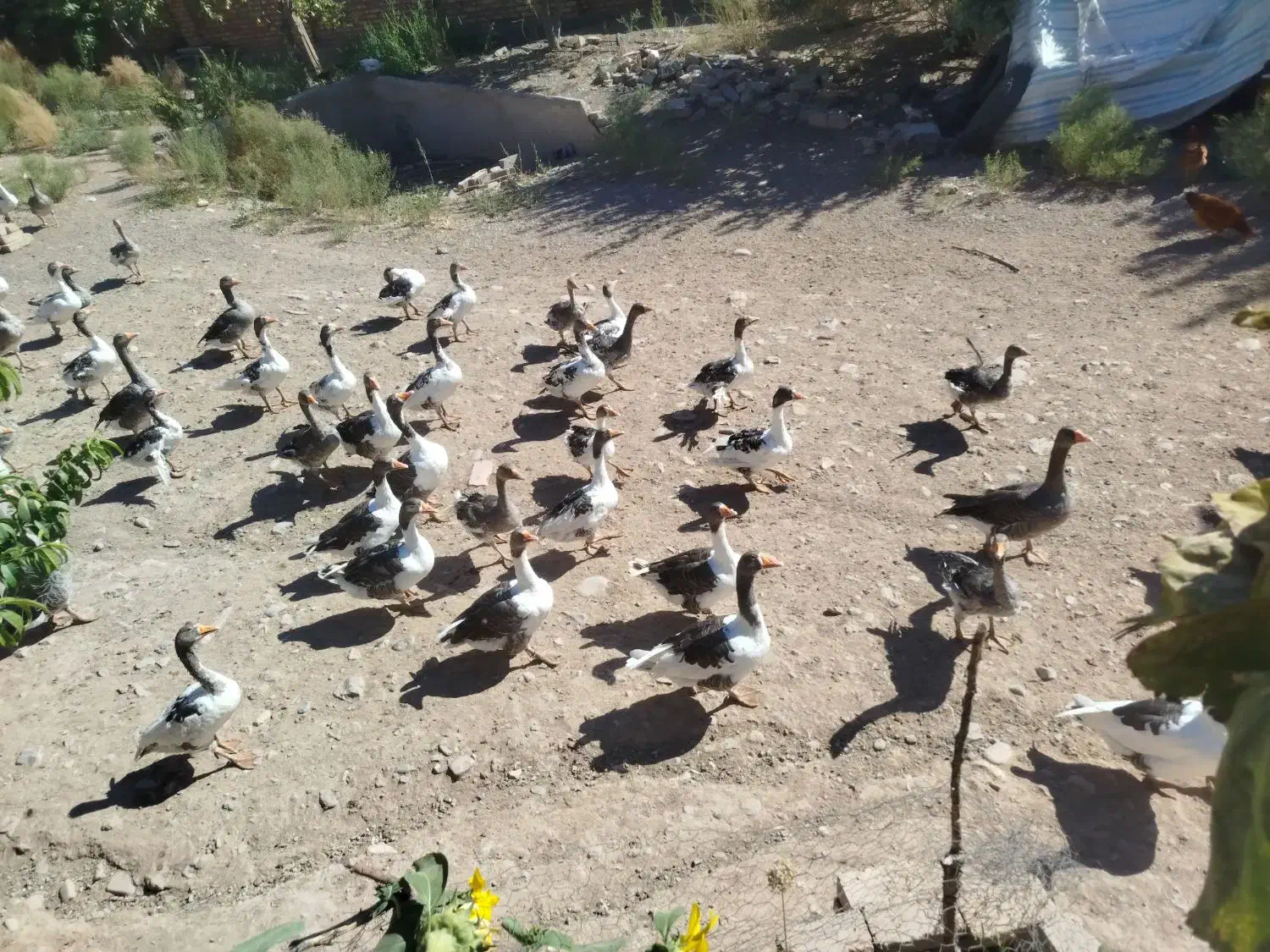 غاز|حیوانات مزرعه|میانه, |دیوار