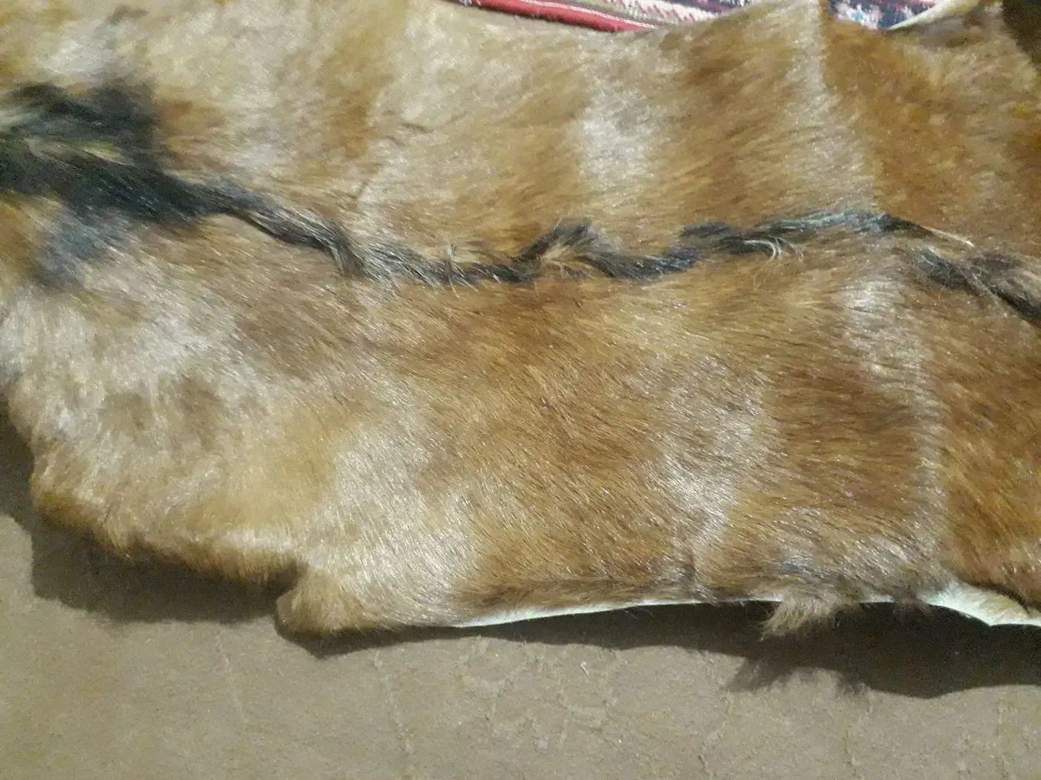 یک عدد پوست بز|گلیم، جاجیم، گبه|فردیس, منظریه|دیوار