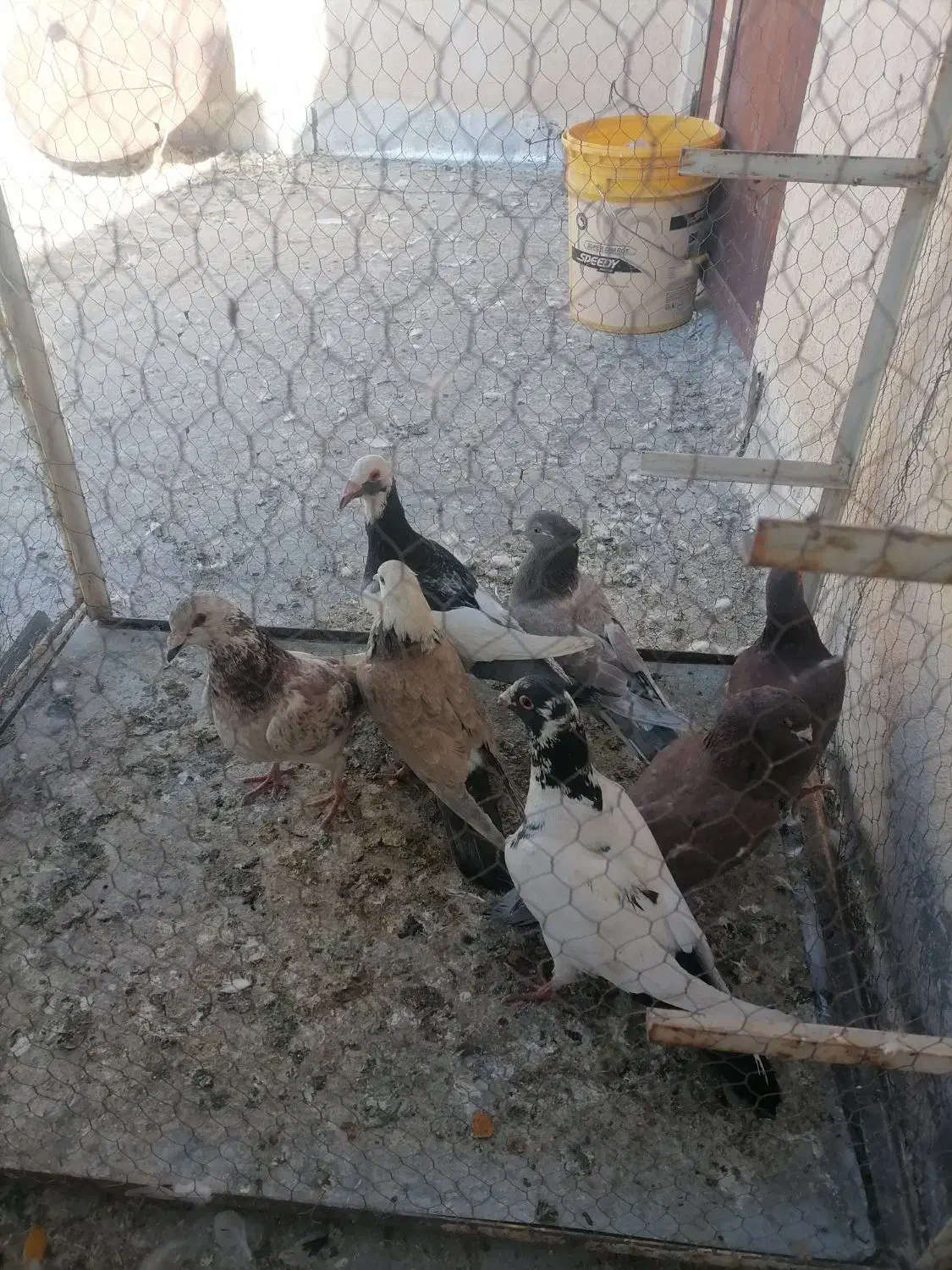 7عدد کبوتر پرشی|پرنده|سبزوار, جنت|دیوار