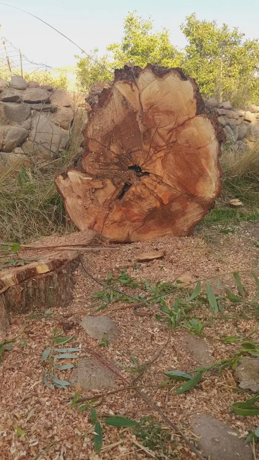 خرید و هرس درخت|خدمات باغبانی و درختکاری|تبریز, |دیوار