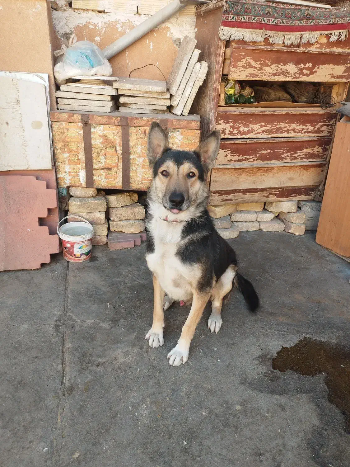 سگ نگهبان|سگ|بیستون, |دیوار