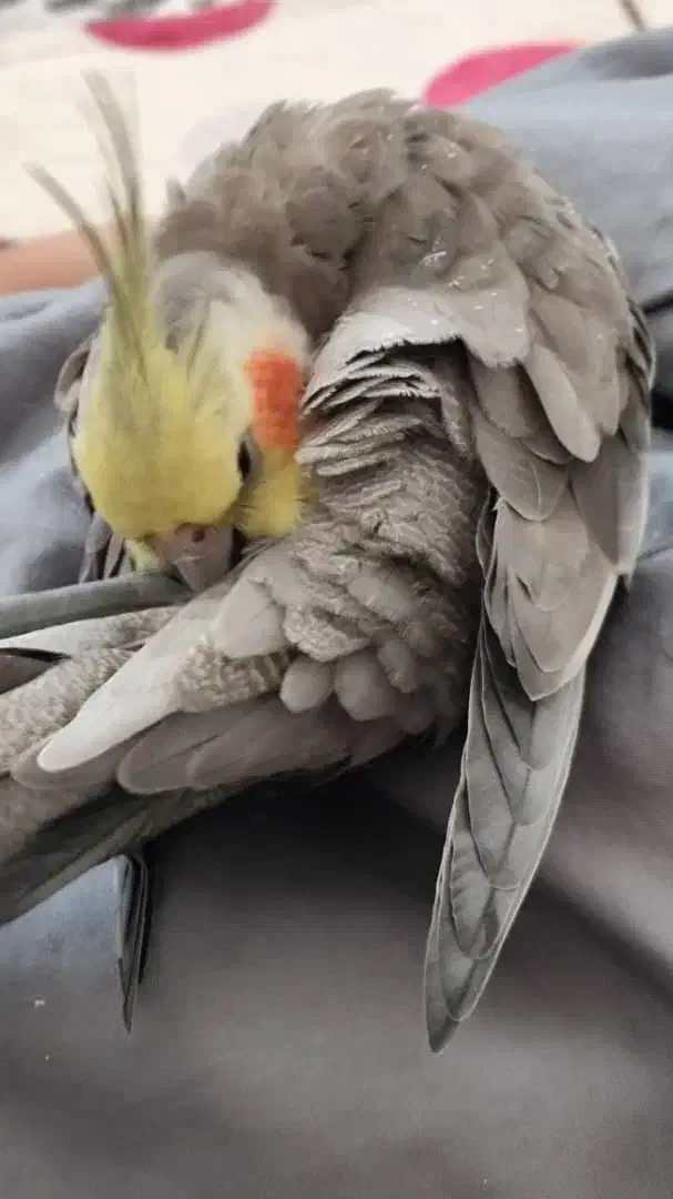 عروس هلندی گمشده|پرنده|خمینی‌شهر, |دیوار