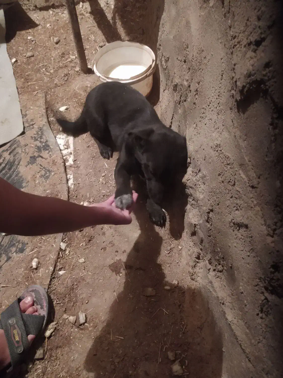 توله‌ی پا کوتا خانگیی|سگ|قروه, |دیوار