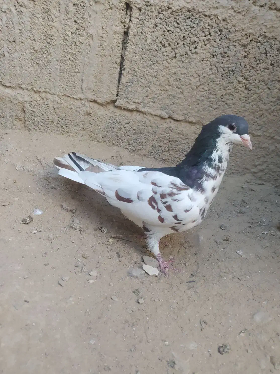 یال سیاه|پرنده|کوه چنار, |دیوار