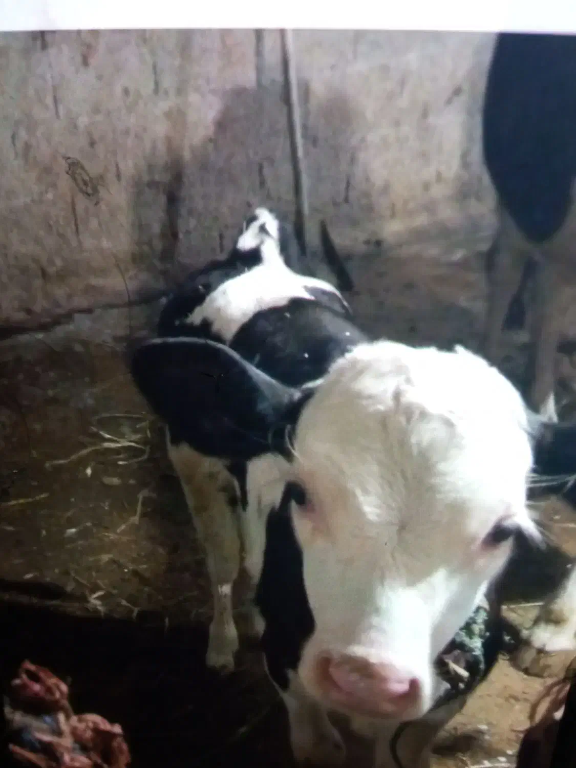 حیوانات|حیوانات مزرعه|گوراب زرمیخ, |دیوار