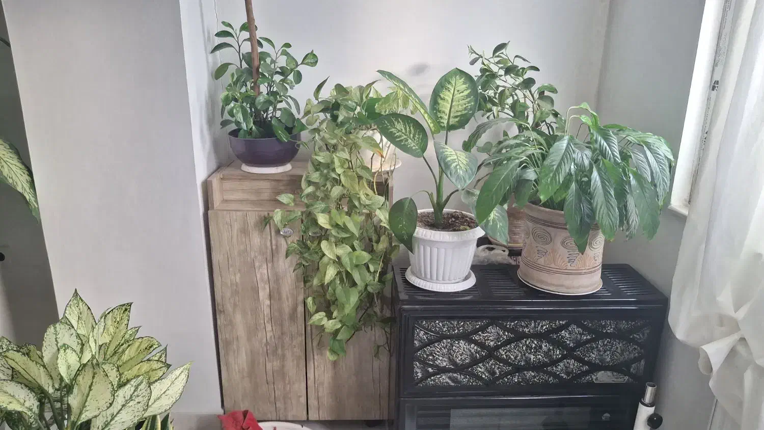 گل و گیاه|گل و گیاه طبیعی|آستارا, |دیوار