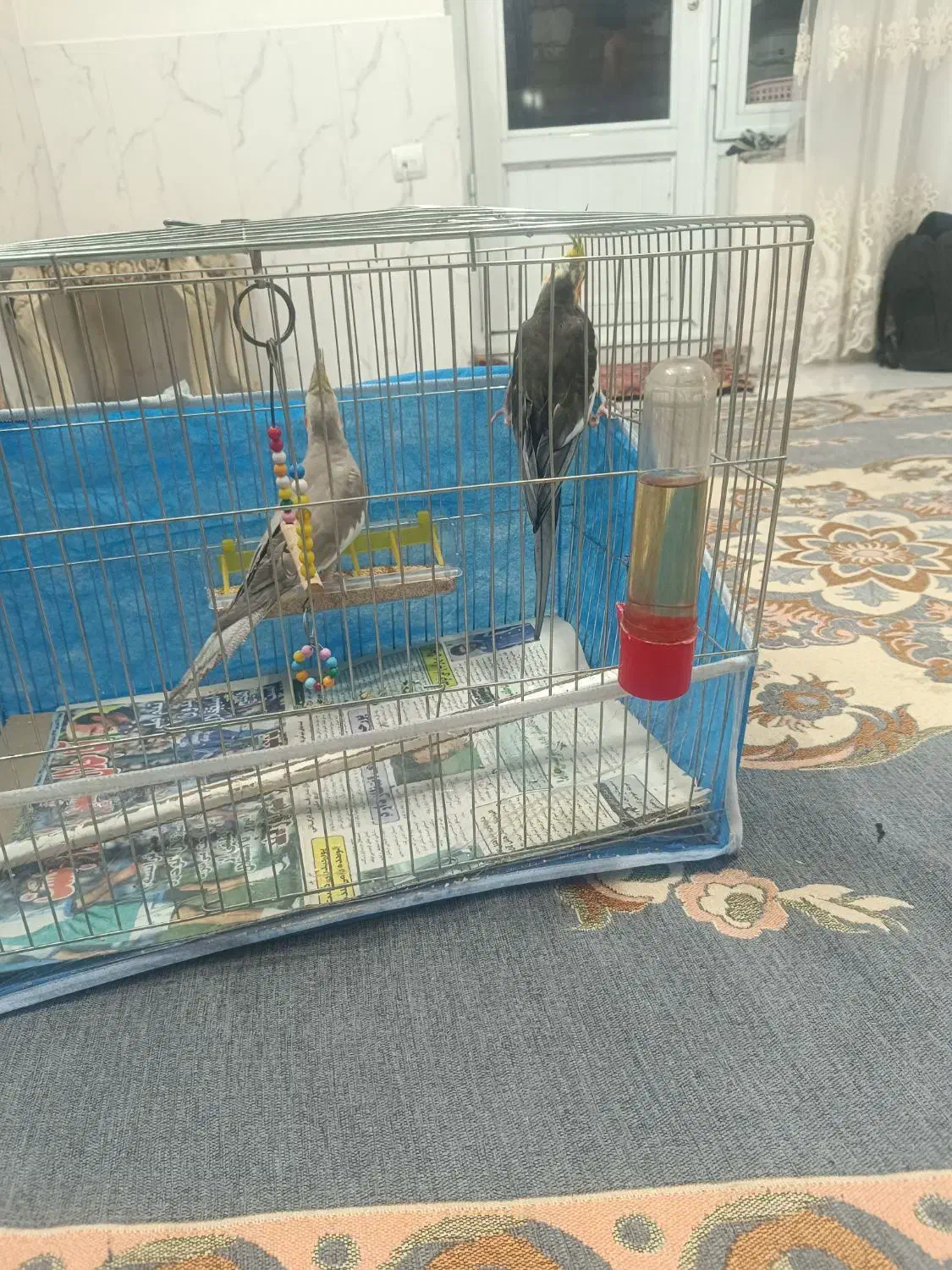 عروس هلندی|پرنده|تبریز, |دیوار