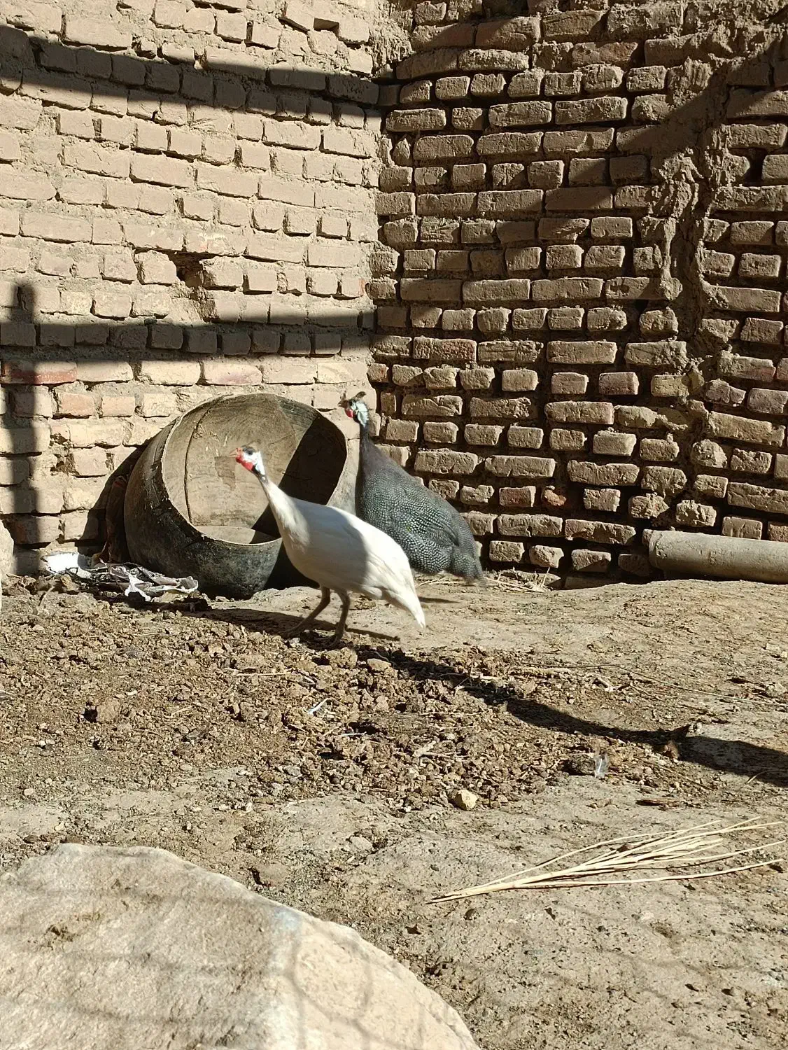 مرغ شاخدار|حیوانات مزرعه|سبزوار, رباط|دیوار